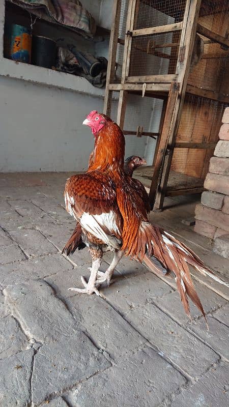 pure miawali pila Breedar ak ankh sy kana h 0