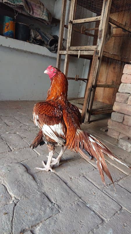 pure miawali pila Breedar ak ankh sy kana h 1