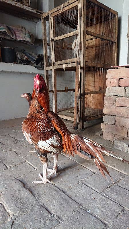 pure miawali pila Breedar ak ankh sy kana h 2