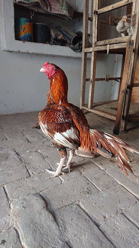 pure miawali pila Breedar ak ankh sy kana h 3