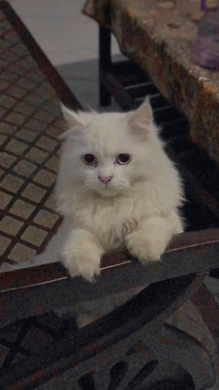 Persion turkish angora 0