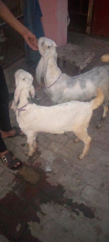 Desi Bakray age 4 months  contact on what's app 03244353780 2