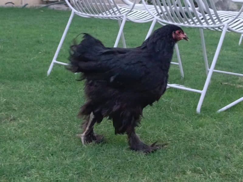 fancy hen 0