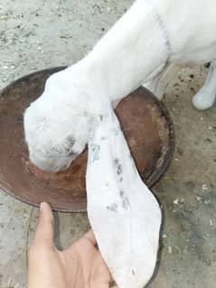beautiful rajanpuri cross goat