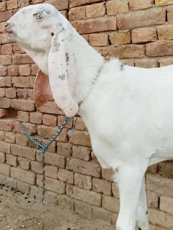 beautiful rajanpuri cross goat 1