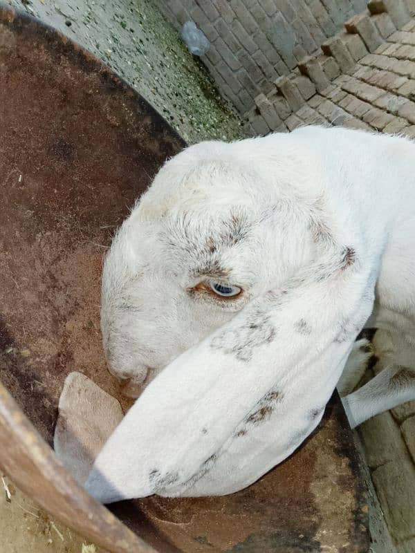 beautiful rajanpuri cross goat 2