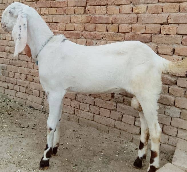 beautiful rajanpuri cross goat 3
