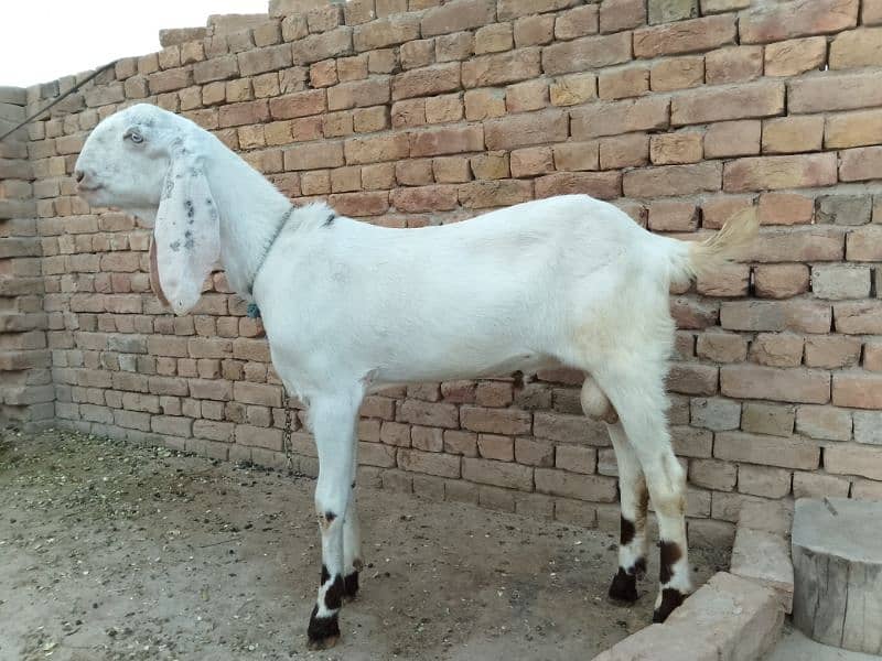beautiful rajanpuri cross goat 4