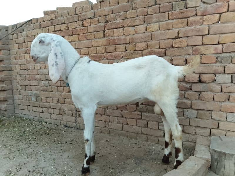 beautiful rajanpuri cross goat 5