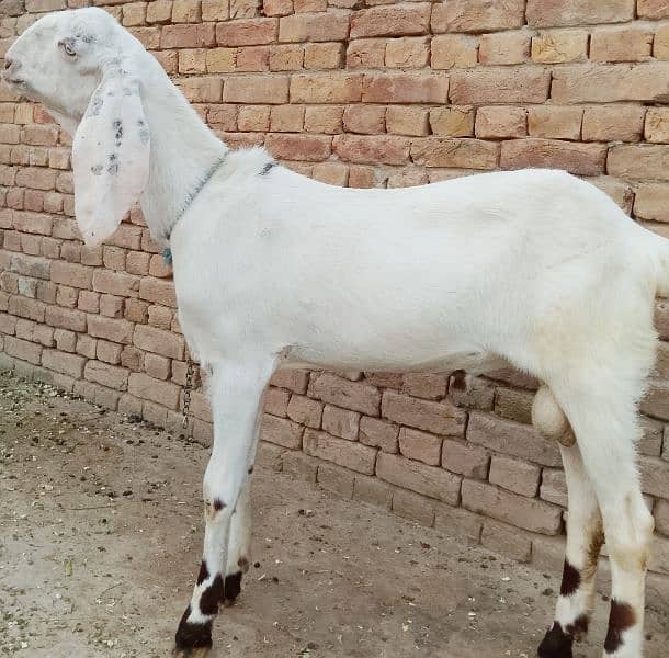 beautiful rajanpuri cross goat 6