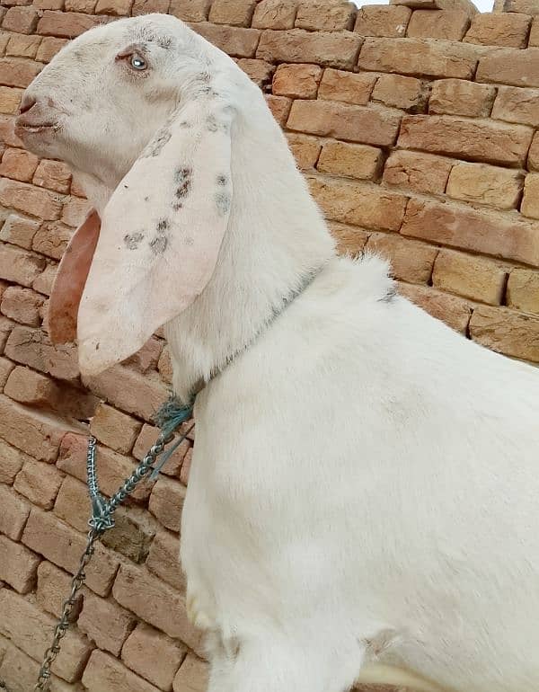 beautiful rajanpuri cross goat 7