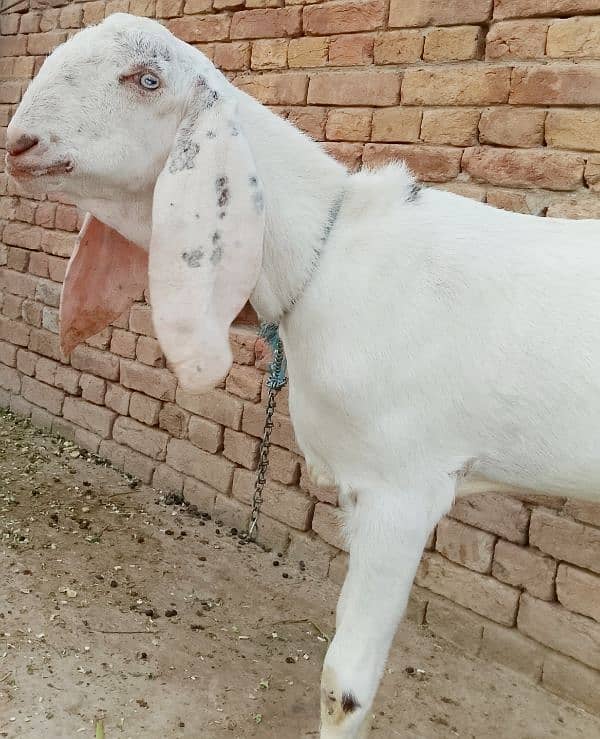 beautiful rajanpuri cross goat 8