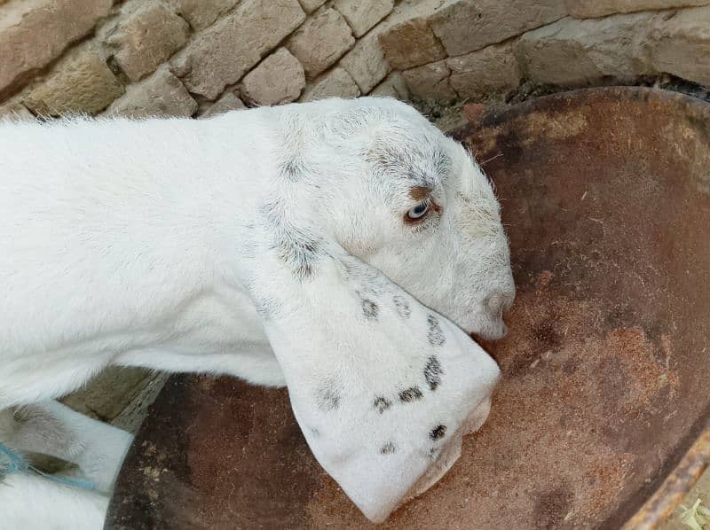 beautiful rajanpuri cross goat 9