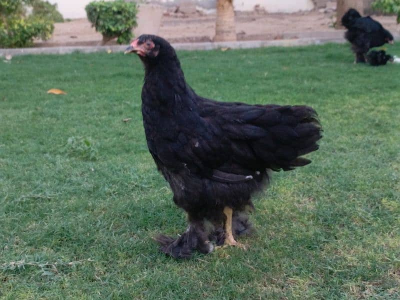 fancy hen 1