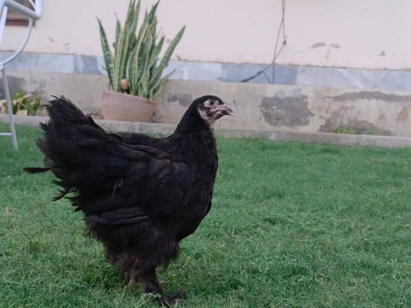 fancy hen 2