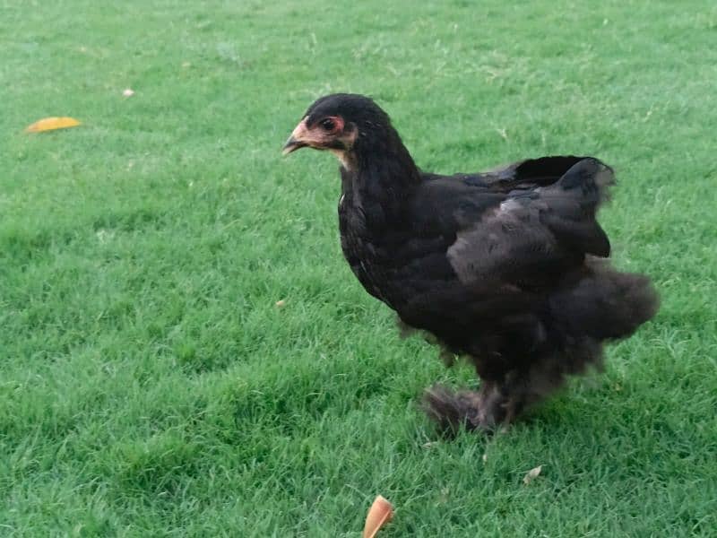 fancy hen 3