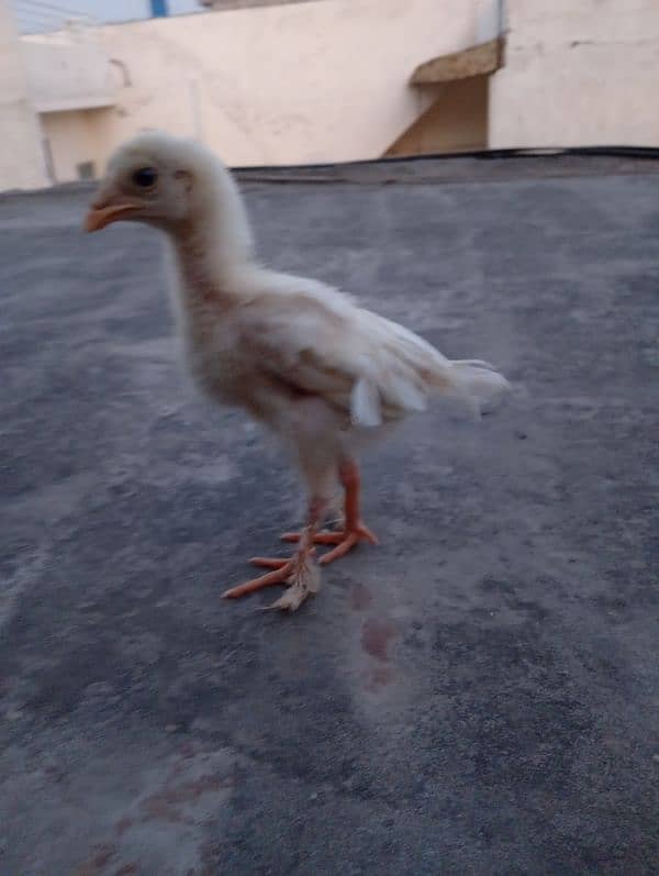 heera aseel chicks 5
