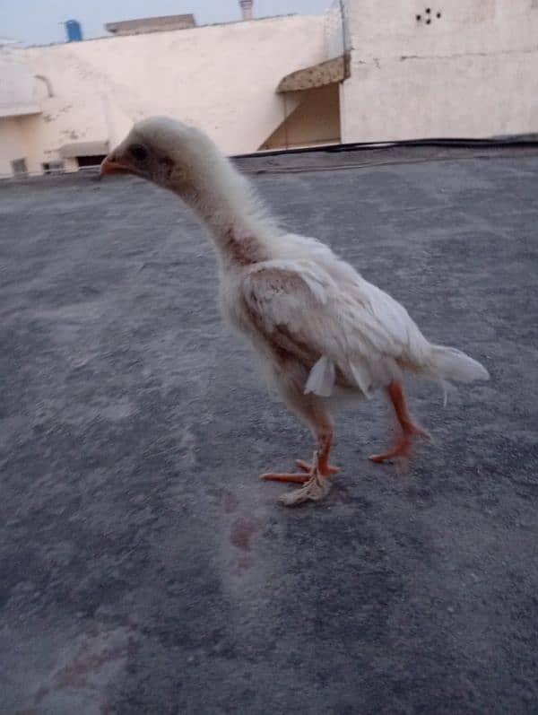 heera aseel chicks 6