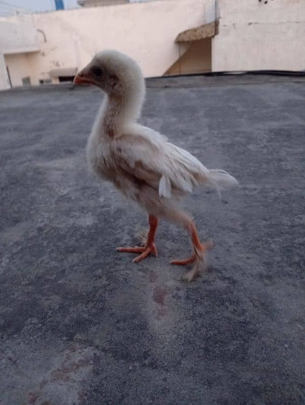 heera aseel chicks 7