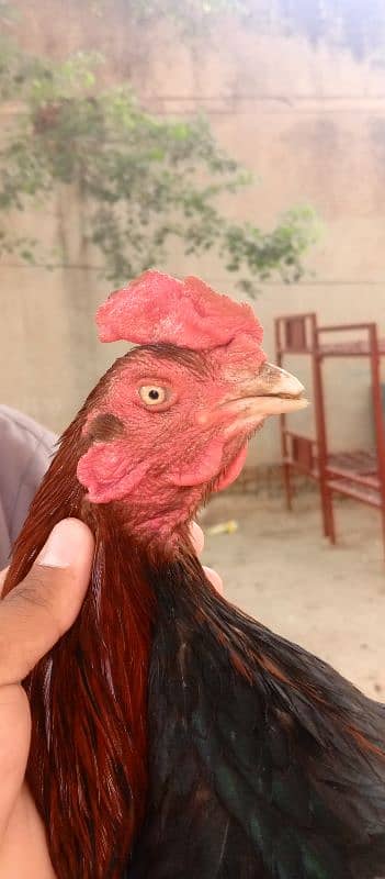 Aseel miawali murga 0