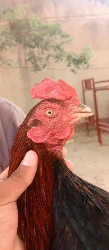 Aseel miawali murga 2