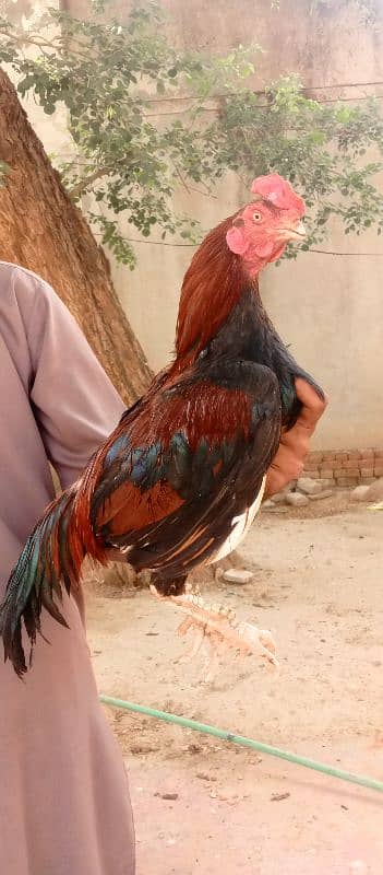 Aseel miawali murga 4