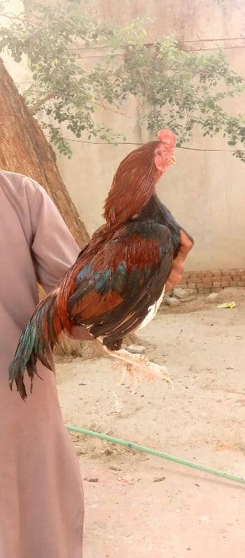 Aseel miawali murga 5
