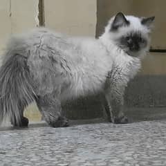 Himalayan Male