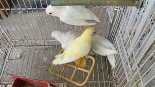 Albino