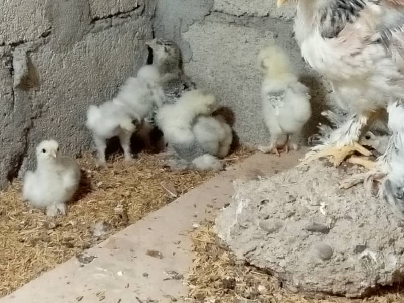 Fancy hen chick 0