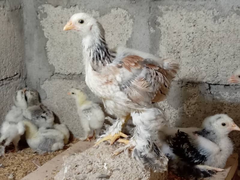 Fancy hen chick 1