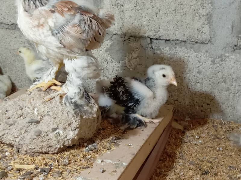 Fancy hen chick 2