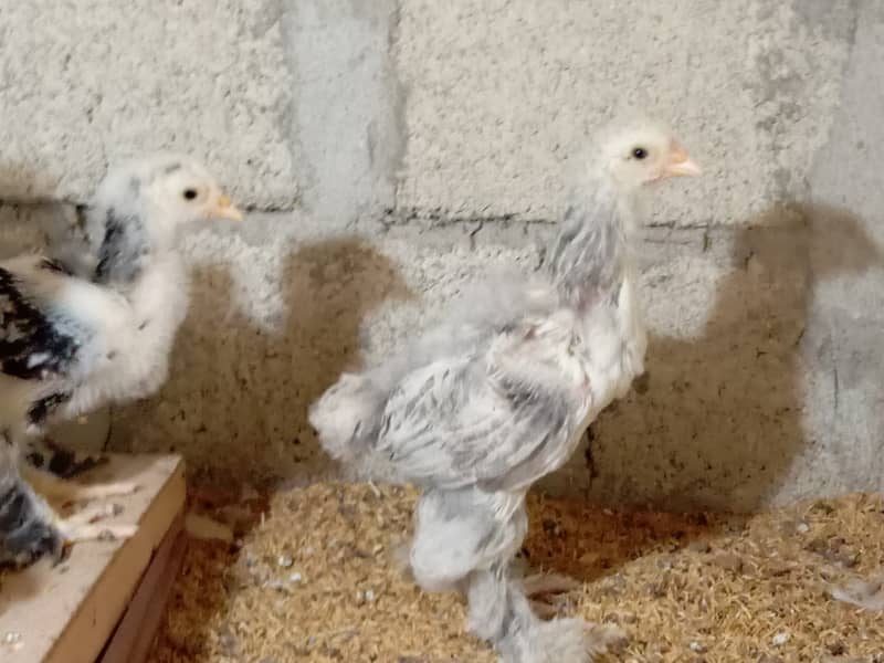 Fancy hen chick 3