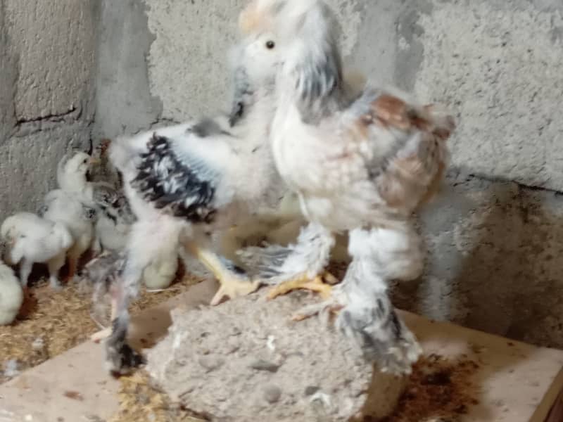 Fancy hen chick 4