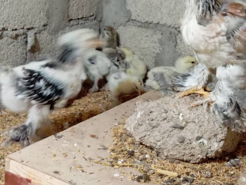 Fancy hen chick 5