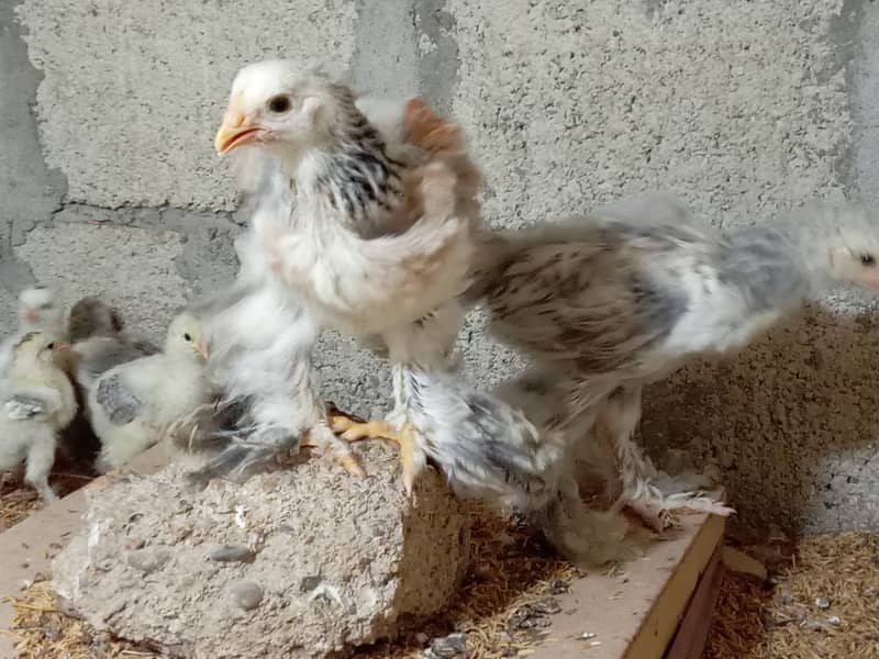 Fancy hen chick 6