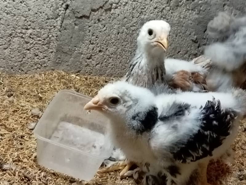 Fancy hen chick 7