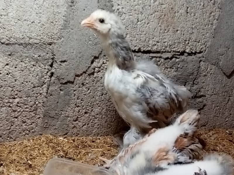 Fancy hen chick 8