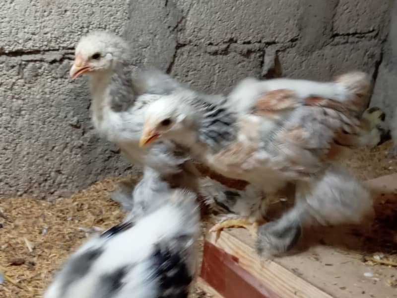 Fancy hen chick 9