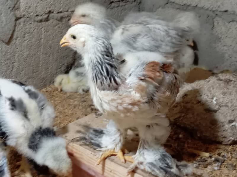 Fancy hen chick 10