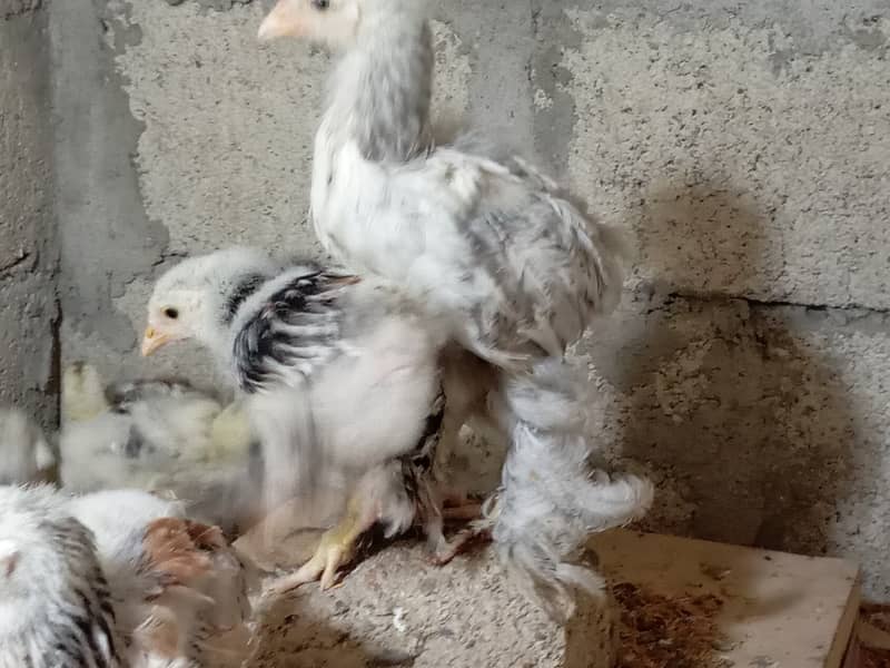 Fancy hen chick 11