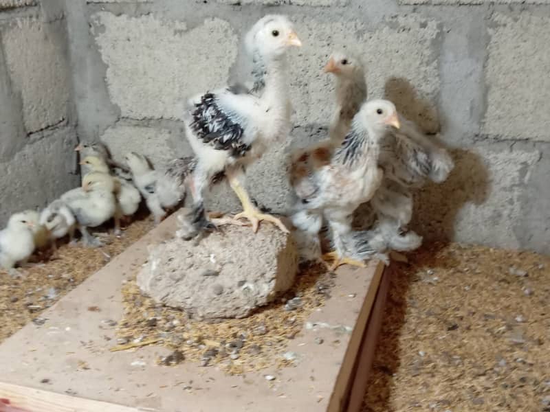 Fancy hen chick 14