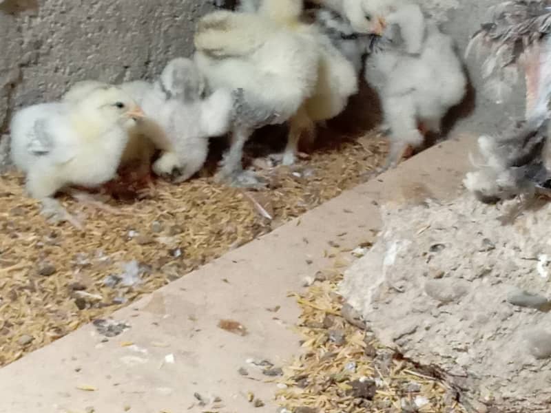 Fancy hen chick 15