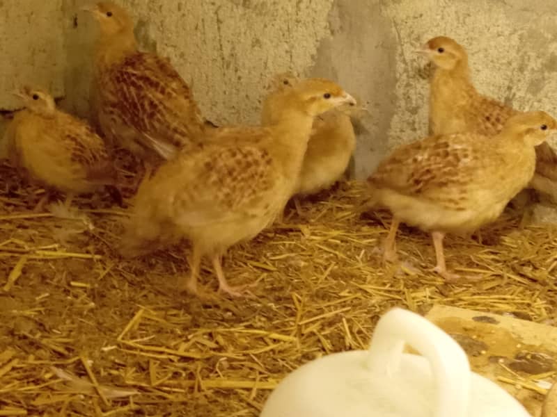 Fancy hen chick 16