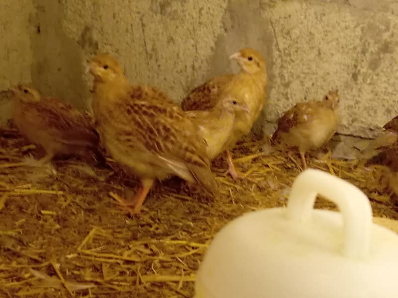 Fancy hen chick 17
