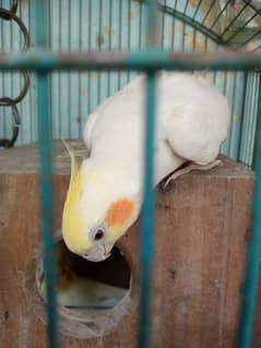 Common White Red Eye Cocktail
