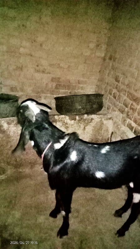 Bakra for Qurbani in 2025 7
