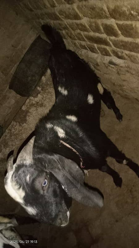Bakra for Qurbani in 2025 8