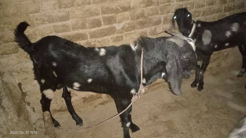 Bakra for Qurbani in 2025 9
