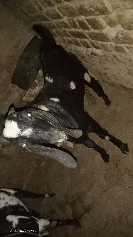 Bakra for Qurbani in 2025 10
